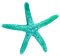 Starfish.Teal - png gratis GIF animasi