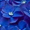 Royal Blue Flowers - nemokama png animuotas GIF