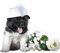 dolceluna dog spring flowers white - PNG gratuit GIF animé