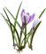 dolceluna purple flowers - besplatni png animirani GIF