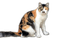 Rena Cat Katze Animal Tier - фрее пнг анимирани ГИФ