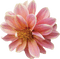 autumn deco kikkapink png pink flower - ingyenes png animált GIF