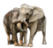 Kaz_Creations Elephants Elephant