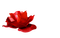 blomma--flower--red--röd - gratis png animeret GIF
