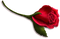 Rose - безплатен png анимиран GIF