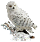 nbl-owl - GIF animé gratuit GIF animé