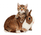 rabbit and cat by nataliplus - png ฟรี GIF แบบเคลื่อนไหว