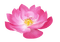 Kaz_Creations Deco Flower Pink Colours - gratis png animerad GIF