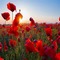 kikkapink sunset spring poppy poppies background - бесплатно png анимированный гифка