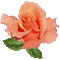 Rose pêche - GIF animé gratuit