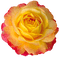 Flowers yellow rose bp