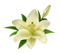 Lily Flower - бесплатно png анимированный гифка
