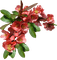 kikkapink border flowers  deco red - png gratis GIF animasi