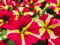 Glitter flowers background spring - GIF animé gratuit GIF animé