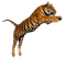 Kaz_Creations Animals Tiger - PNG gratuit GIF animé