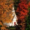 Herbst automne autumn - бесплатно png анимированный гифка