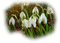 loly33 fleur perce neige - PNG gratuit GIF animé
