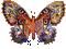 papillon - Darmowy animowany GIF animowany gif