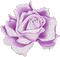 Rose lilas - Besplatni animirani GIF animirani GIF