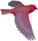 oiseau - gratis png animeret GIF
