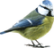 Kaz_Creations Birds Bird - zdarma png animovaný GIF