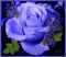 Rosa lilás gif - GIF animé gratuit GIF animé