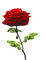 valentine valentin fleur flower red rose - PNG gratuit GIF animé