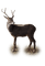 deer - png gratuito GIF animata
