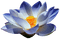 Lotus - gratis png animerad GIF