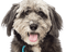 Kaz_Creations Dog Pup Dogs 🐶 - png gratis GIF animado