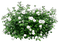 Plante - nemokama png animuotas GIF