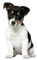 Chien jack Russel - Free PNG Animated GIF