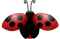 Kaz_Creations Ladybugs Ladybug - ilmainen png animoitu GIF