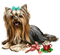 Kaz_Creations Christmas Dog Pup Dogs Colours - δωρεάν png κινούμενο GIF