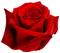 Rose.Red - png grátis Gif Animado