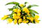 Tulipes.tulips.Bouquet.Deco.Yellow.Fleurs.Victoriabea - PNG gratuit GIF animé