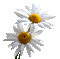 tube fleur - Nemokamas animacinis gif animuotas GIF