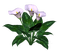 Flowers white bp - png gratuito GIF animata