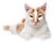 patymirabelle chat - png grátis Gif Animado