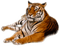 tiger milla1959 - 免费PNG 动画 GIF