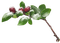 vinter-bär-blomma - bezmaksas png animēts GIF