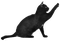 MMarcia deco gato black - δωρεάν png κινούμενο GIF