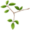 kikkapink deco branch leaves - ilmainen png animoitu GIF
