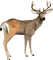 deer katrin - фрее пнг анимирани ГИФ