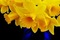 flowers yellow bp - gratis png geanimeerde GIF