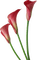 red lilies susnhine3 - Besplatni animirani GIF