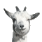 Goats Chèvres Ziegen goat Chèvre ziege animal farm tube gif anime animated animation - GIF animé gratuit GIF animé