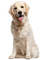 Kaz_Creations Dog Pup Dogs 🐶 - darmowe png animowany gif