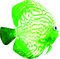 Fish.Green.White - nemokama png animuotas GIF