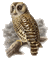 Owl - Darmowy animowany GIF animowany gif